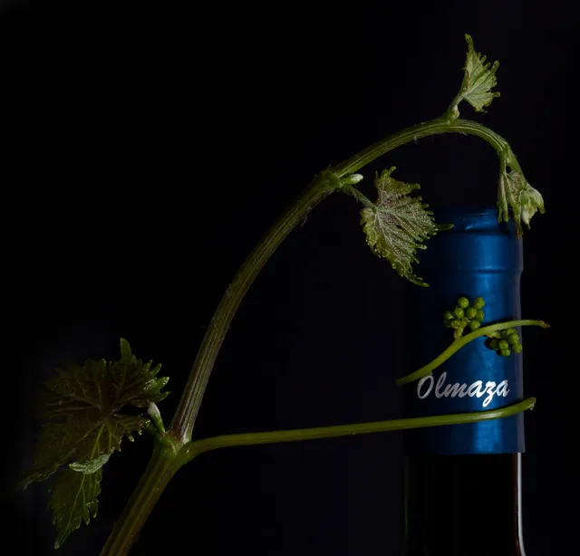 Bodegas y Viñedos Olmaza