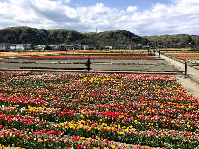 Miyanoshitaundo Park