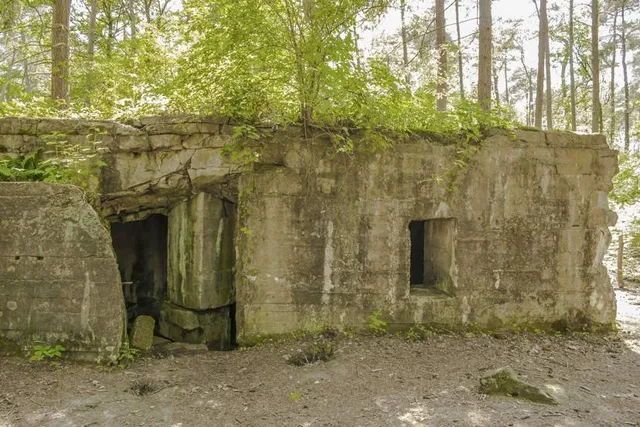 Polygon Wood