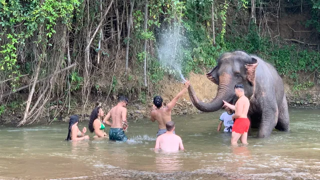 Thom's Pai Elephant Camp (Course : take care and bathing with them)