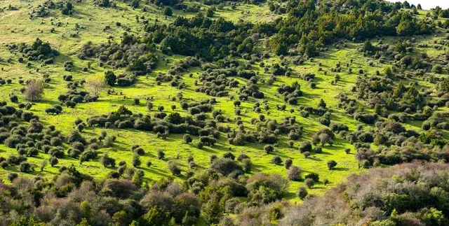Yarmouk Nature Reserve