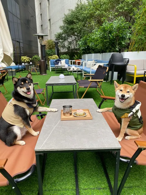 Couch Club @Lounge Hakuba