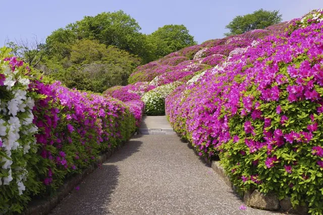 Otawa Tsutsuji-no-oka Azalea Hill