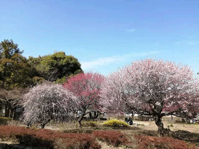 Koshigaya Plum Grove Park