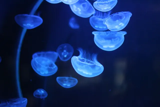 Aquarium Costa de Almería