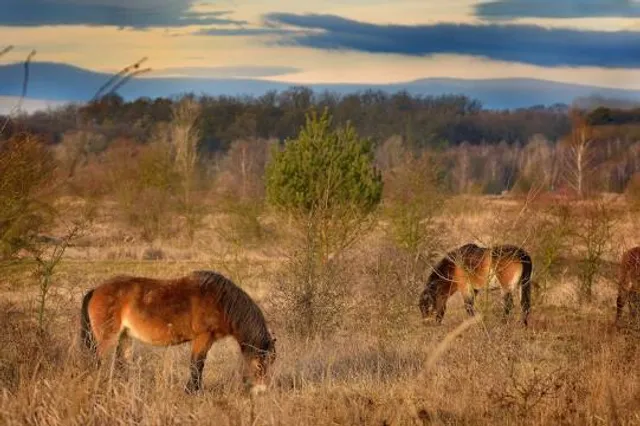 Rezervace divokých koní