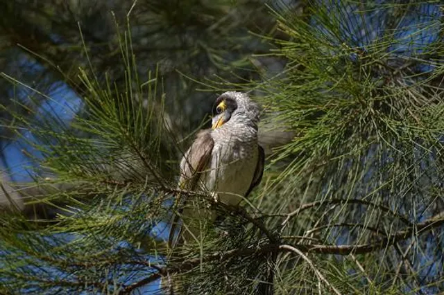 Benarkin State Forest