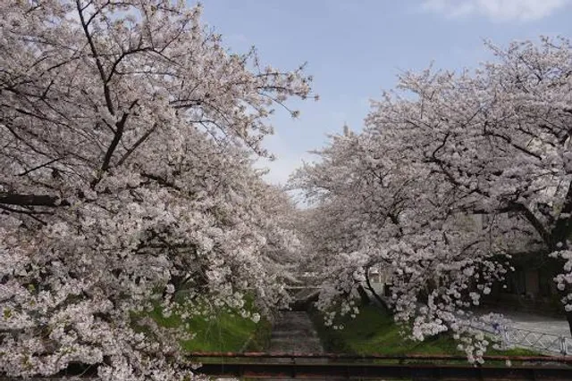 Sakura(Cherry Blossoms) Park