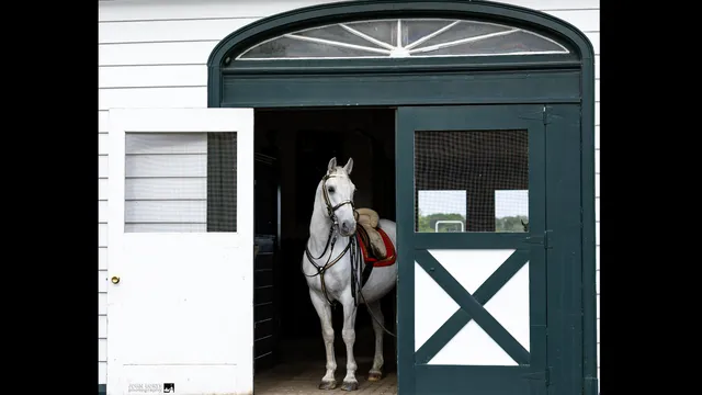 The Tempel Lipizzans