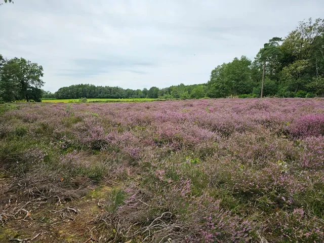 Staatsbosbeheer Twente