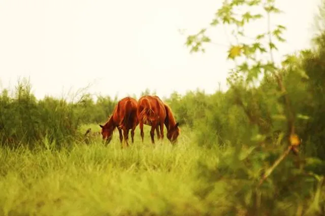 Dibru Saikhowa National Park