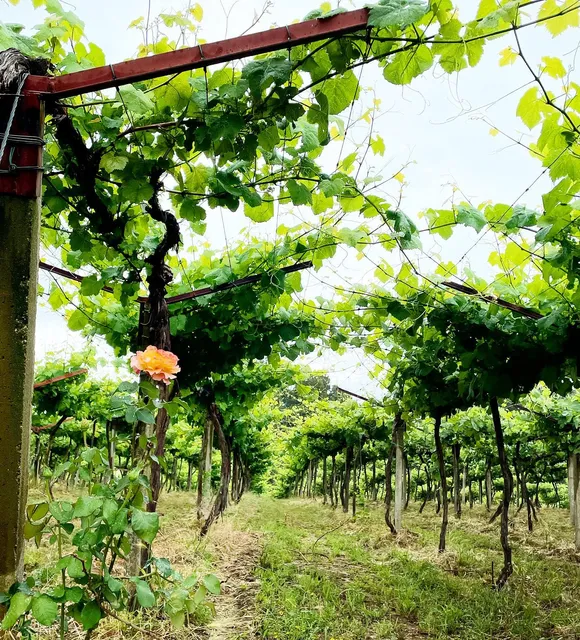 Bodegas Coto Redondo