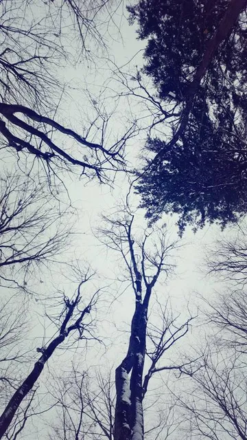 Sentier des cimes Laurentides