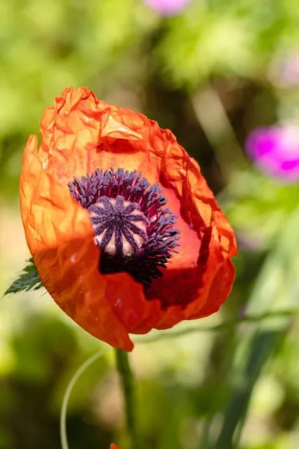 Meissner poppy flower in Germerode