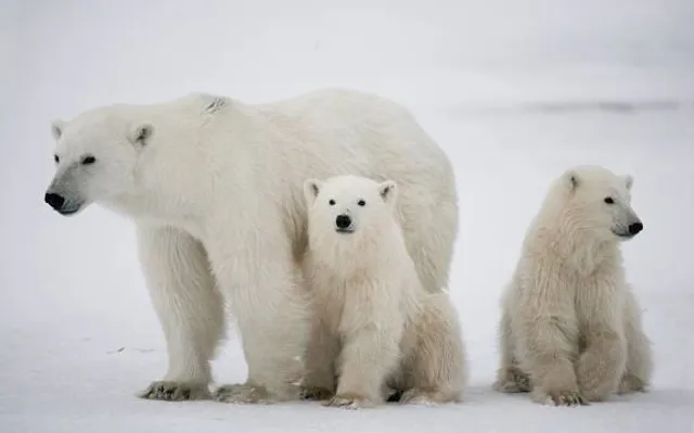 Chukotka Autonomous Okrug
