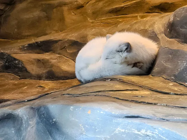 Arctic Fox Den