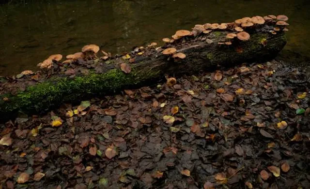 Wieslaufschlucht und Edenbachschlucht