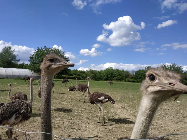 Straußenfarm Gemarkenhof