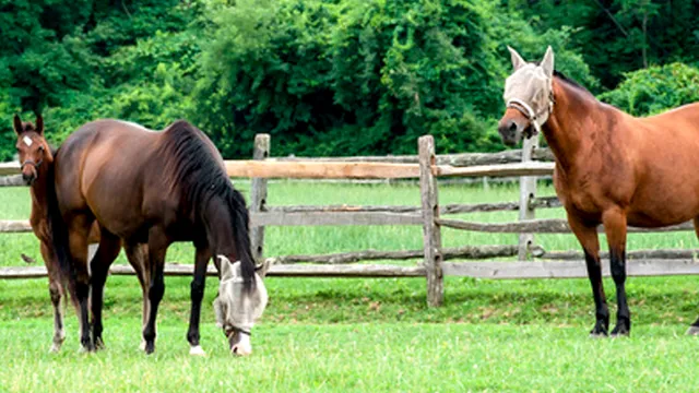 Blamar Feed & Surplus