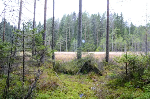 Novo Kavgolovskie Forest Park