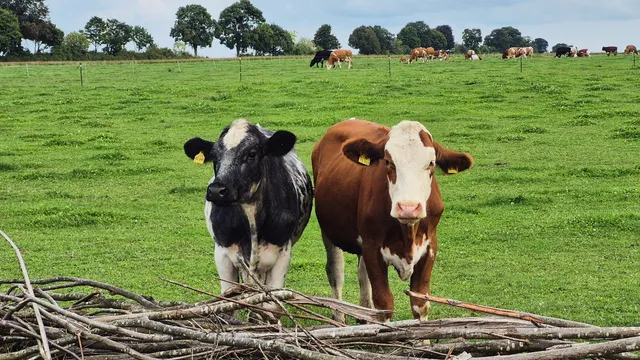 Bio Bauernhof Eisele - Ferienwohnungen, Stellplätze für Camper und Wohnwagen, Wellnessbereich