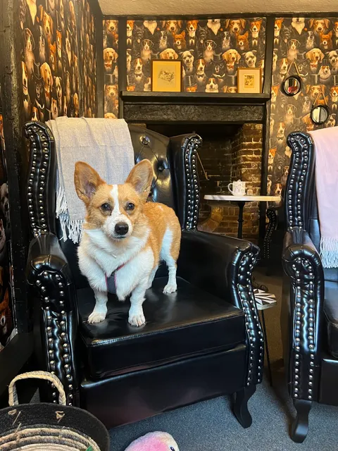 The Pup Cup Limited (Doug's Dog House t/a)