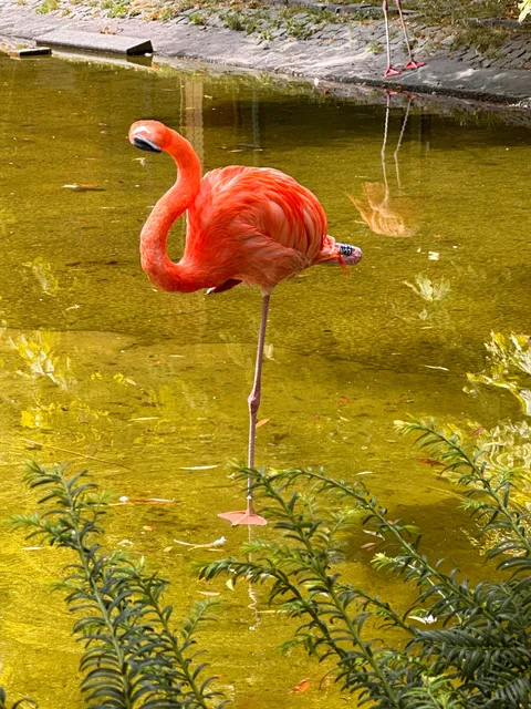 Ehem. Flamingoweiher