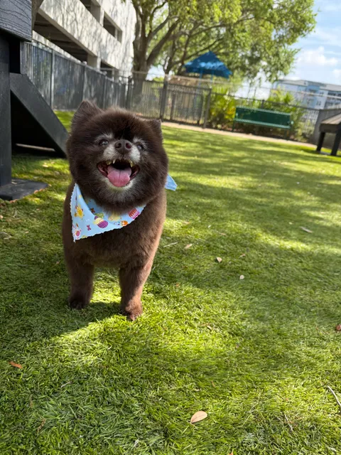 All Creatures Pet Grooming