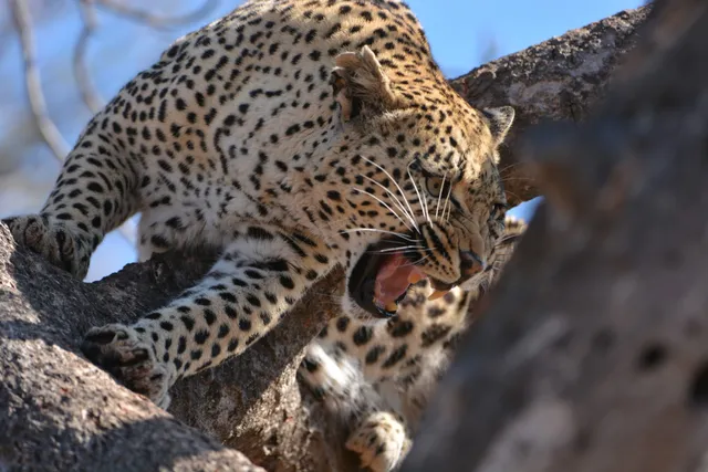 Timbavati Private Game Reserve