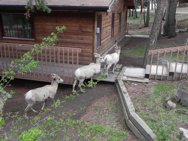 Streamside On Fall River