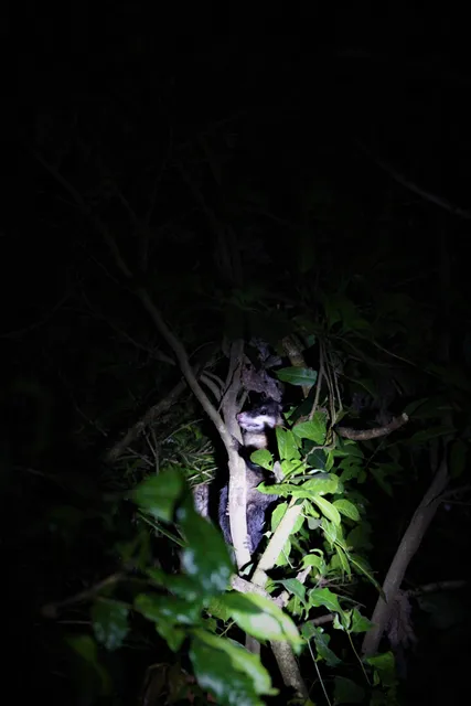 Monteverde Night Tour Don Rodolfo