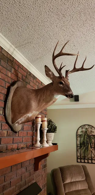 Whiddon's Deer Processing And Taxidermy