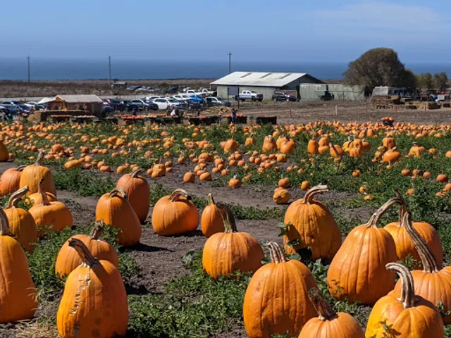 Bob's Vegetable Stand & Pumpkin Farm