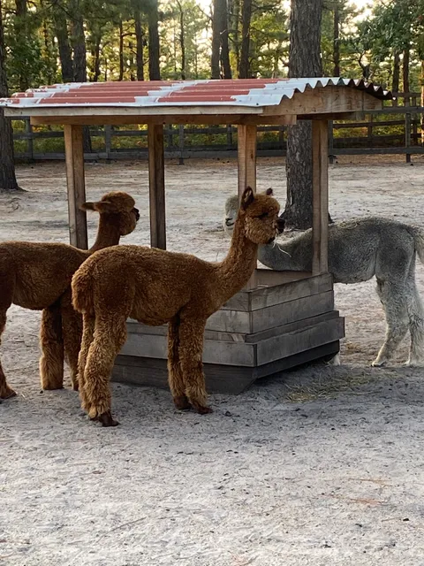 Out of Sight Alpacas