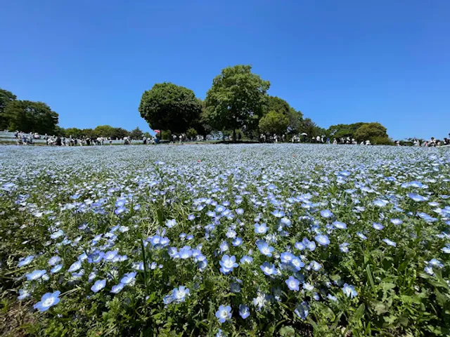 Flower Hill North Flower Field