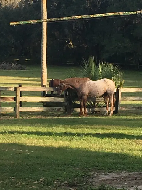 Equestrian Training Center of Ocala