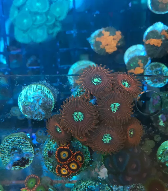 Rising Reefs Aquariums INC.