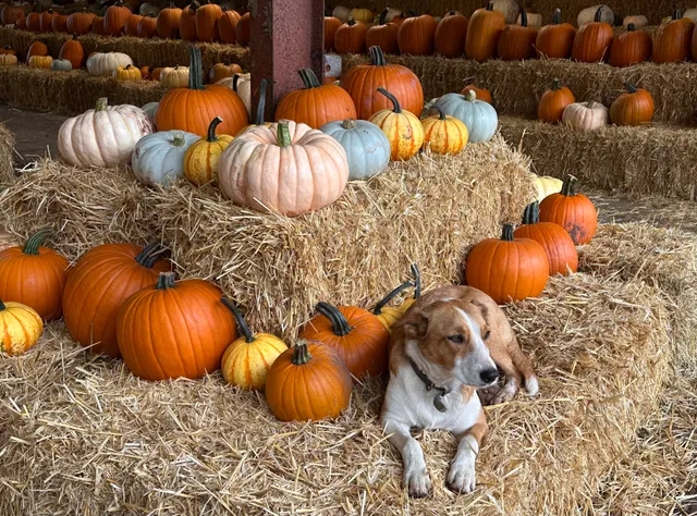 Windsor Farm and Pumpkin Patch 🎃