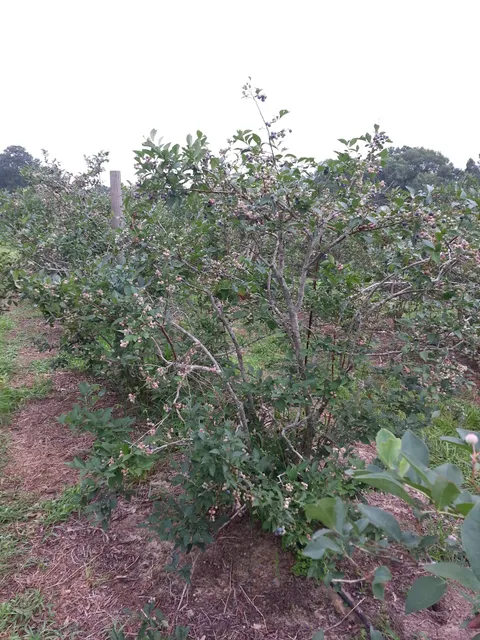 Oakview Blueberry Farm