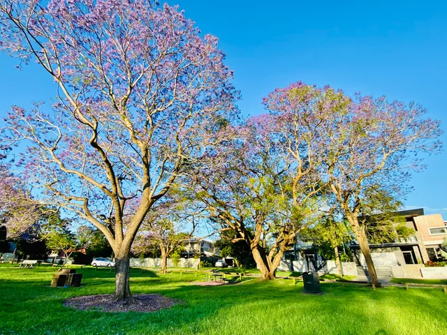 Jacaranda Park