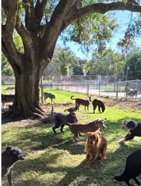 Woof Playcare Dog Resort