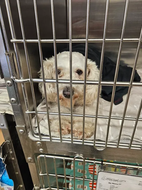 Carson Animal Shelter