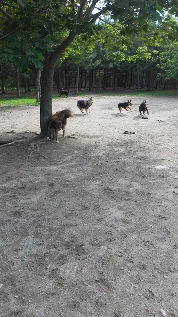 Bangor Dog Park