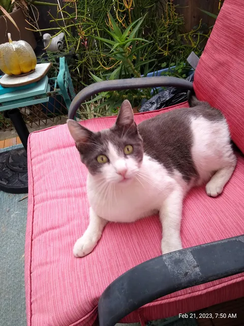 Kensington Veterinary Hospital