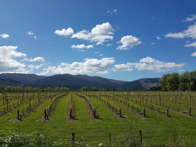 Marlborough Vintners