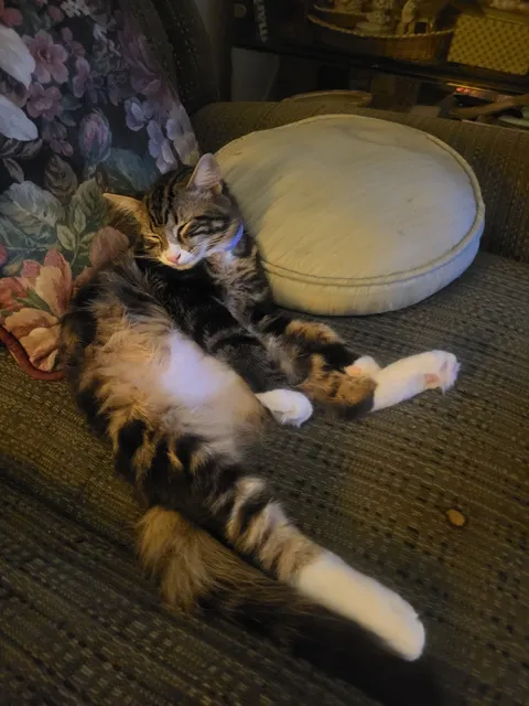 Kitten Nursery & Foster Center at San Diego Humane Society