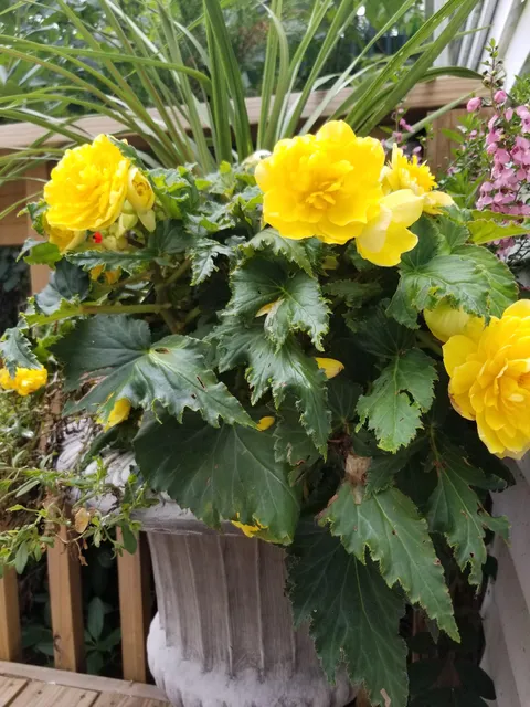 Verve Vertu Art Studio