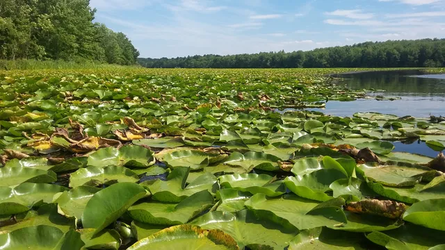 Top Rock State Game Lands 157