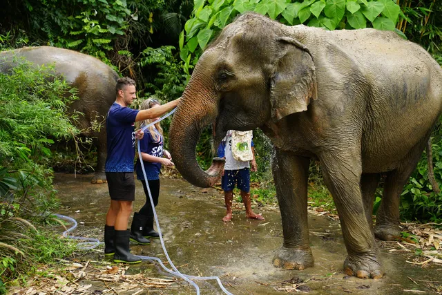 Save Elephants of Thailand