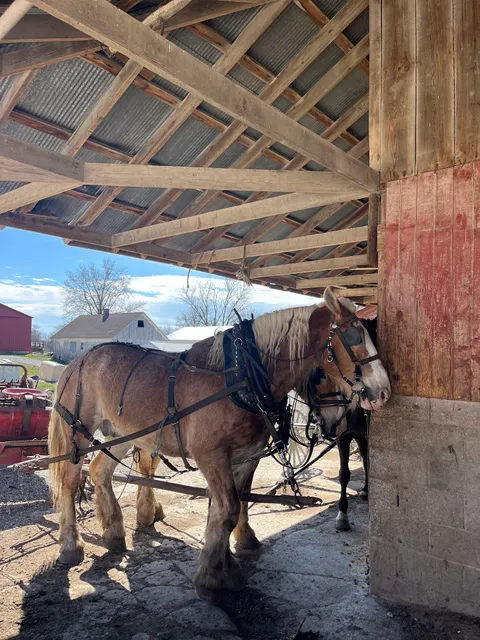 amish chicken & Honey shop